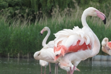 Goodbye to the Greater Flamingos!